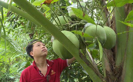 Dừa lọt top trái cây xuất khẩu cao nhất