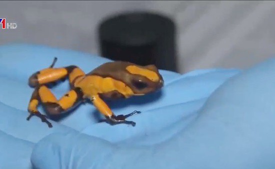 Colombia: Thu giữ 216 con ếch phi tiêu độc