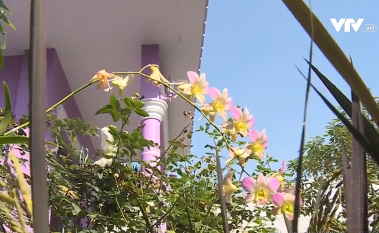 Ghé thăm vườn hoa độc sắc của người đàn ông yêu màu tím ở Đồng Tháp