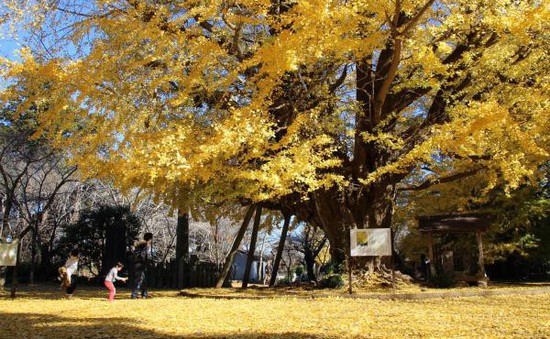 Những địa điểm ngắm lá vàng lá đỏ nổi tiếng nhất nước Nhật