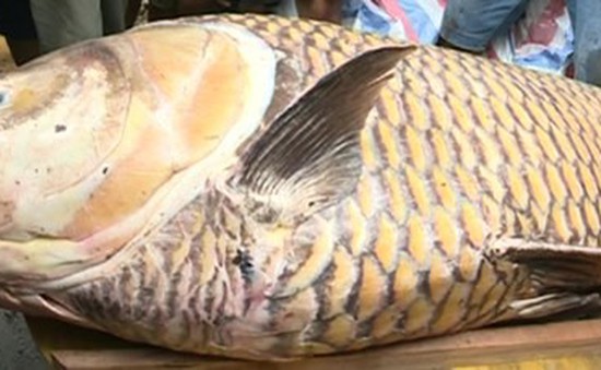 Cá hô vàng "khủng" mắc lưới ngư dân ở Vĩnh Long