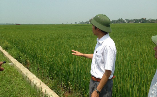 Phát triển chuỗi giá trị lúa gạo cho các hộ sản xuất nhỏ định hướng thị trường