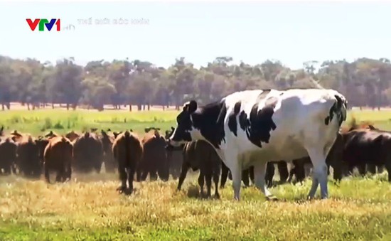 Australia: Chú bò may mắn thoát chết nhờ to quá khổ