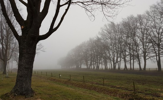 Sương mù bất thường xuất hiện ở Australia và Hà Lan