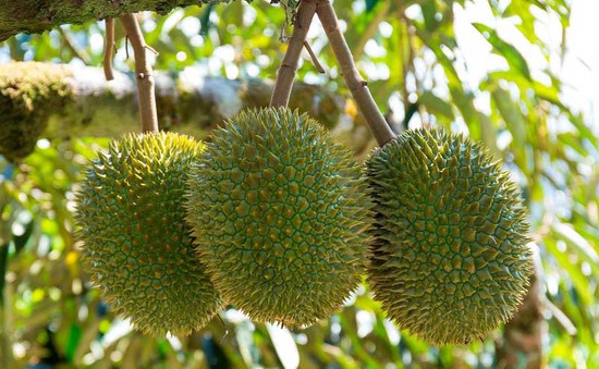 Malaysia mở rộng quy mô trồng sầu riêng