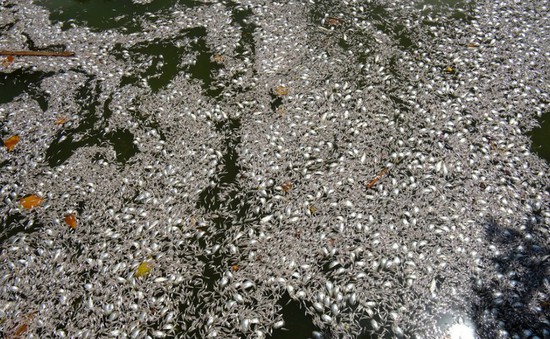 13 tấn cá chết trong nắng nóng ở đầm phá Rio, Brazil