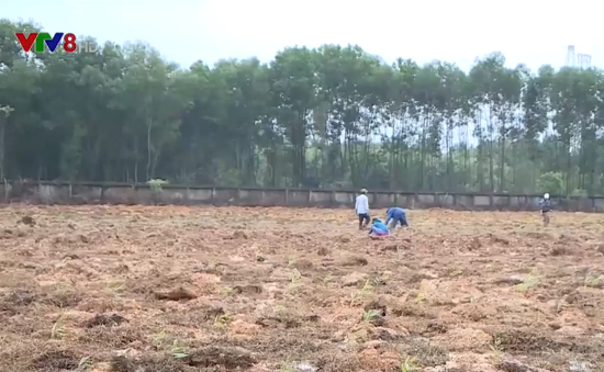 Thừa Thiên Huế: Trồng cây lâm nghiệp trái phép trên đất dự án