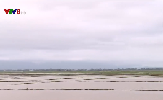Gần 10.000 ha lúa mất giống do mưa muộn