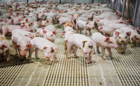 Hong Kong ngừng nhập thịt lợn từ miền Nam Trung Quốc do dịch tả lợn