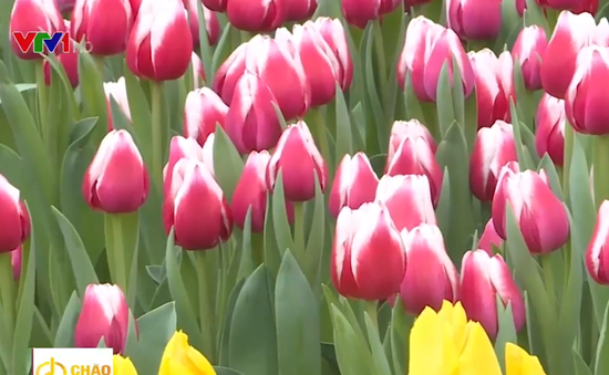 Đón ngày mới tại vườn hoa tulip đủ sắc màu ở TP biển Nha Trang