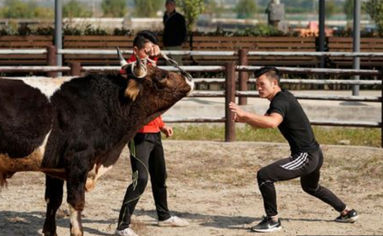 Môn kungfu người đấu vật với... bò