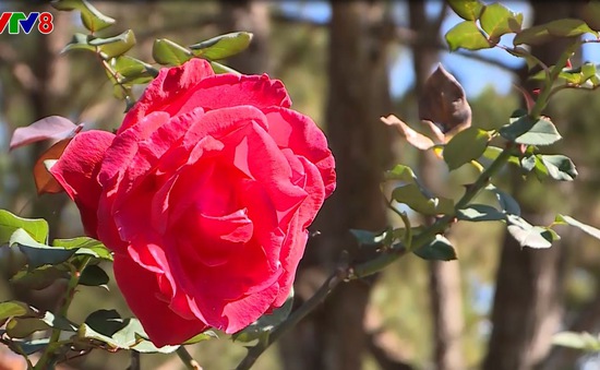 Độc đáo vườn hồng cổ Bungary và Pháp giữa lòng Đà Lạt