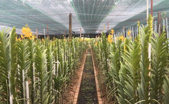 Tây Ninh nỗ lực hướng tới phát triển nông nghiệp công nghệ cao