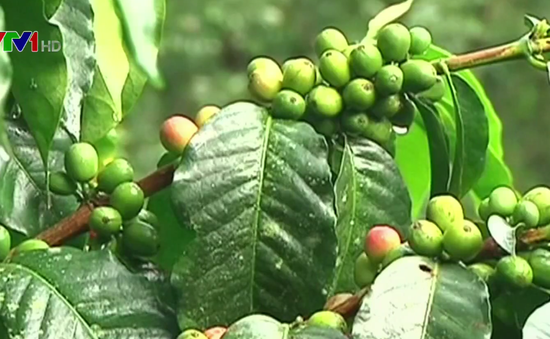 Dự báo sản lượng cà phê Colombia giảm