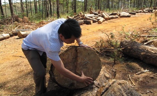 Vụ phá 15 ha rừng tại Đắk Nông: Chủ rừng buông lỏng quản lý, bảo vệ