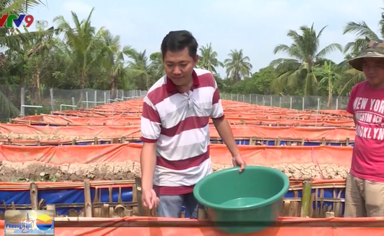 Bỏ chức giám đốc ở công ty nước ngoài, thanh niên Vĩnh Long về vườn nuôi lươn
