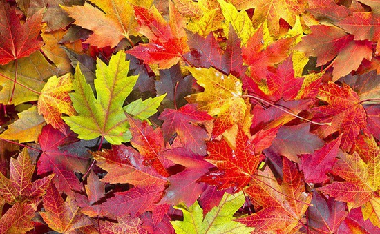 Tại sao lá cây lại chuyển màu vào mùa thu?
