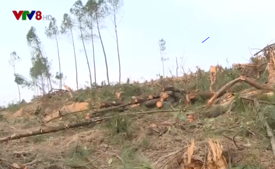 Phức tạp tình trạng phá rừng giao khoán tại Hà Tĩnh