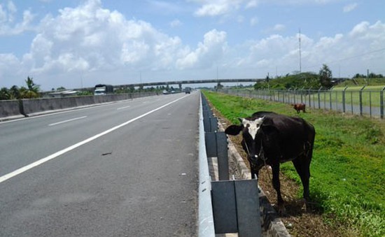 Hành lang bảo vệ đường cao tốc TP.HCM - Trung Lương bị cắt phá