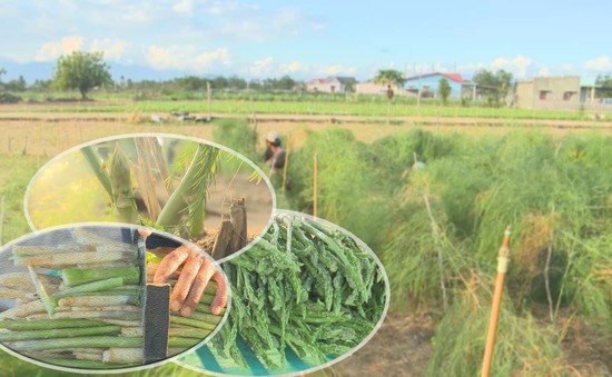 Ninh Thuận: "Làng măng tây" thích ứng thị trường nông sản