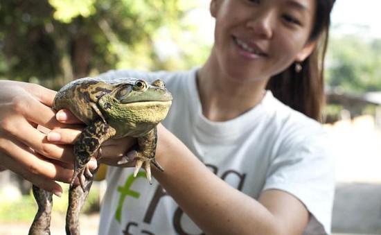 Ghé thăm trang trại ếch tại Singapore