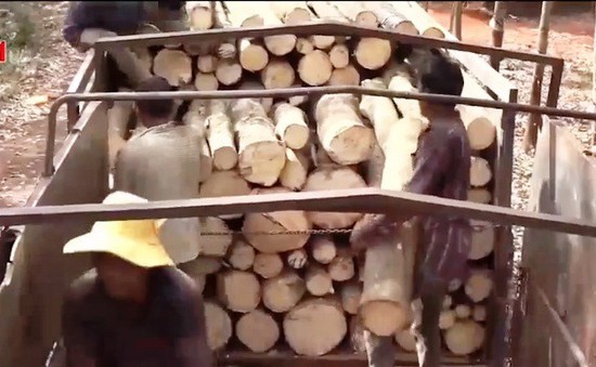 Giá tăng, người dân phá cao su bán gỗ