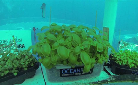 Dự án trồng rau dưới biển đối phó với biến đổi khí hậu