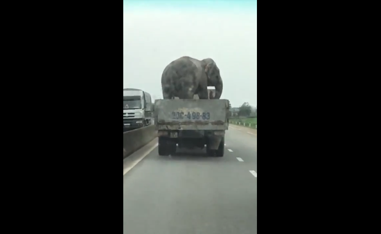 Hú hồn với xe chở voi "diễn xiếc" chạy băng băng trên Quốc lộ 1A