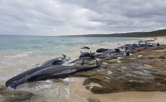 Hàng trăm cá voi chết do mắc cạn tại bờ biển Australia