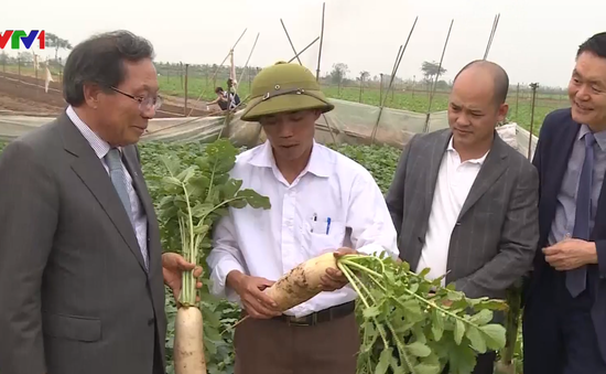 Giải pháp lâu dài cho nông sản Việt
