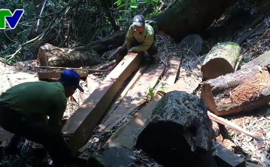 Rừng Lim quý hiếm ở Quảng Nam bị tàn phá nghiêm trọng