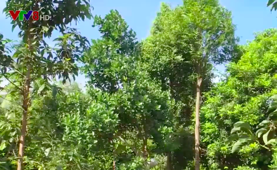 Ninh Thuận phát triển cây ăn quả chịu hạn