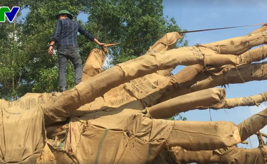 Thừa Thiên Huế: Xử phạt 3 xe chở cây "khủng" cổ thụ trên Quốc lộ 1A