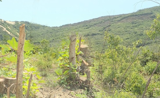 Khánh Hòa: Gia tăng phá rừng, lấn chiếm đất để đón đầu dự án