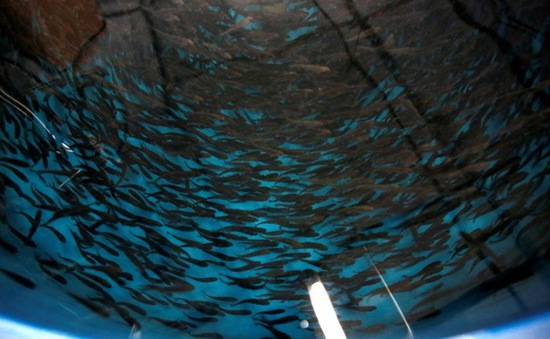 Nuôi cá hồi bằng nước máy tại Nhật Bản
