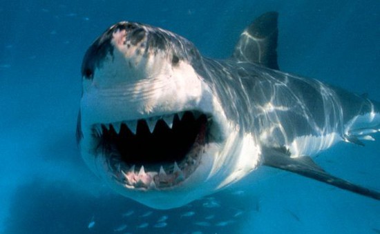 Liên tiếp 2 vụ cá mập tấn công người đi biển ở Australia
