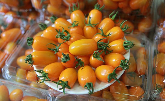 Cà chua ngọt - Trái cây ưa thích của nhiều gia đình