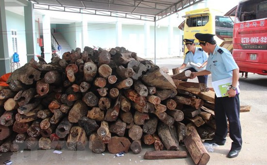 Quảng Nam: Bắt giữ xe tải vận chuyển hơn 2000 kg gỗ trắc không rõ nguồn gốc