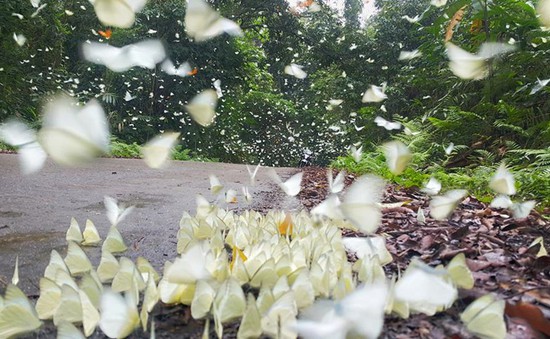 Mê mẩn rừng bươm bướm trong vườn quốc gia Cúc Phương