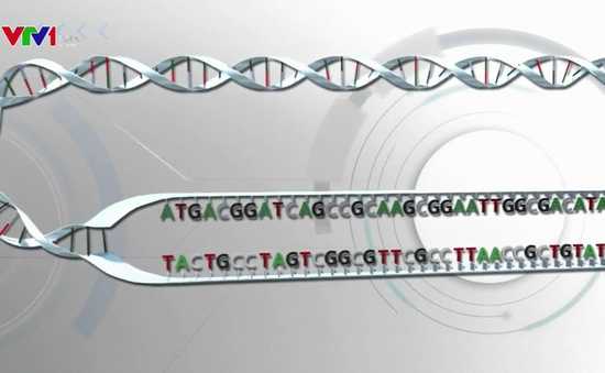 Phát hiện cấu trúc ADN mới trong tế bào người