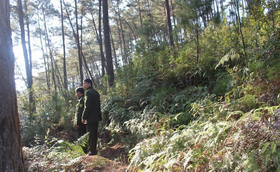 Tăng cường các biện pháp phòng chống cháy rừng tại An Giang