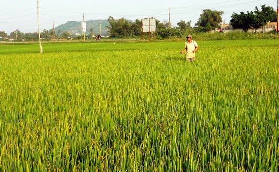 Bình Định: Rầy nâu hại lúa bùng phát, nông dân tập trung phun thuốc tiêu diệt