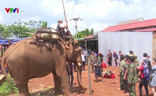 Độc đáo lễ cúng sức khỏe cho voi của người M'Nông