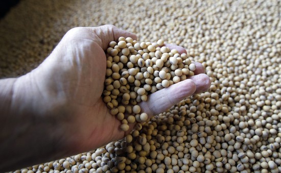 Trung Quốc xem xét gỡ bỏ thuế nhập khẩu đối với đậu nành Mỹ
