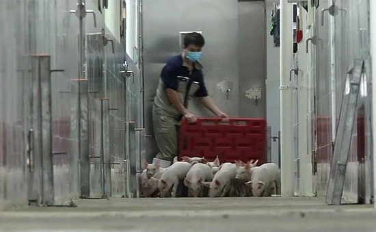 Cao ốc cho lợn - Xu hướng chăn nuôi mới ở Trung Quốc