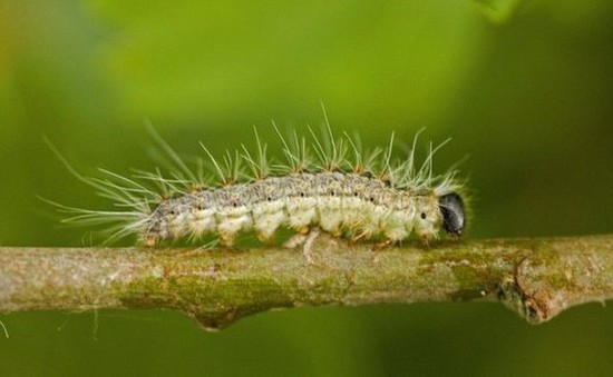 Anh: Cảnh báo sâu bướm độc gây hen suyễn cấp tính và phát ban ở London