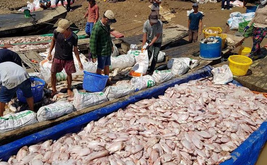 Khó khăn trong việc tìm kiếm nhân công vớt cá chết ở sông La Ngà