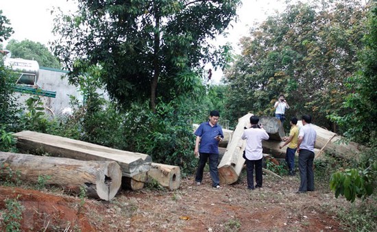 Gia Lai: Khiển trách 3 nhân viên để xảy ra tình trạng phá rừng