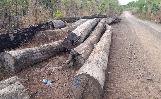 Vụ gỗ đè chết người tại Đắk Tô: Xác minh nguồn gốc số gỗ được vận chuyển