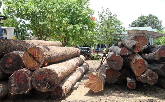 Phượng “râu” mua gỗ trục vớt để làm bình phong buôn gỗ lậu?